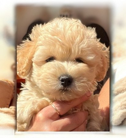 Maltipoo