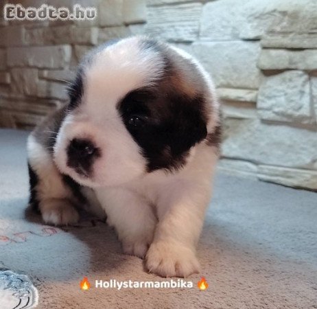 Eladó Bernáthegyi Kiskutyák