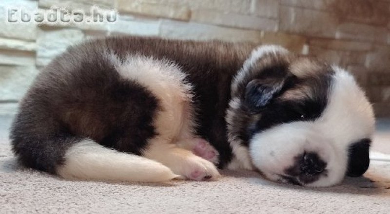 Eladó Bernáthegyi Kiskutyák