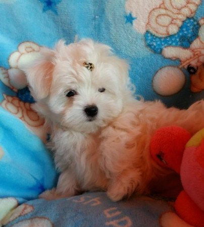 Bichon Havanese