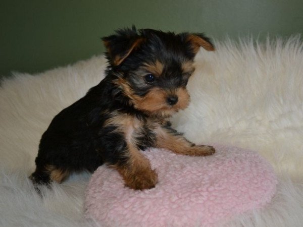 Yorkshire terrier