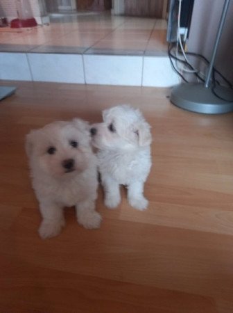 bichon havanese