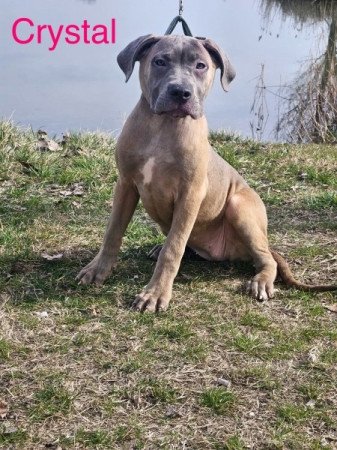 Cane Corso