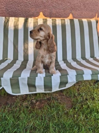 Angol cocker spániel