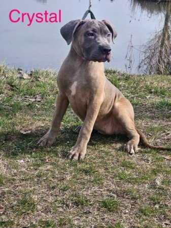 Cane Corso