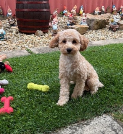 Maltipoo
