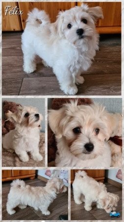 Bichon havanese