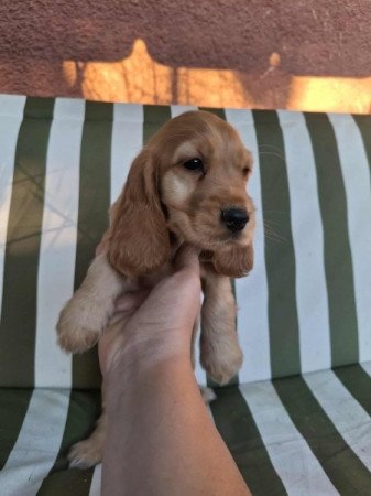 Angol cocker spániel