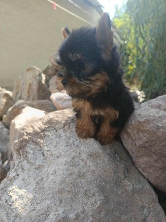 Yorkshire terrier