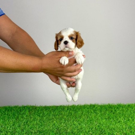 Cavalier King Charles spániel