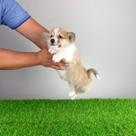 Pembroke Welsh Corgi