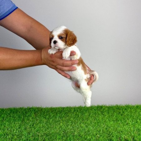 Cavalier King Charles spániel