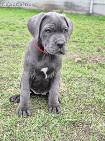 Kitűnő idegrendszerű Cane Corso tenyésztőtől