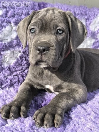 Kitűnő idegrendszerű Cane Corso tenyésztőtől