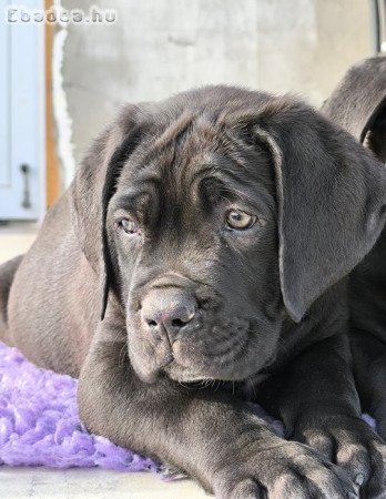 Kitűnő idegrendszerű Cane Corso baba