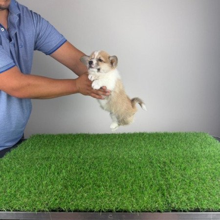 Pembroke Welsh Corgi