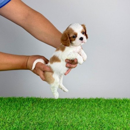 Cavalier King Charles spániel