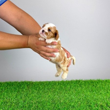 Cavalier King Charles spániel