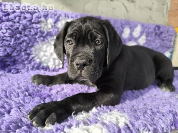 Kitűnő idegrendszerű Cane Corso baba