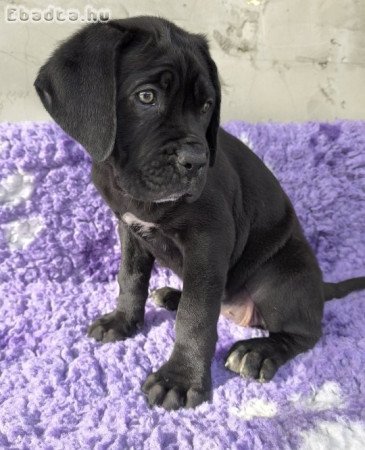 Kitűnő idegrendszerű Cane Corso baba