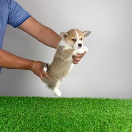 Pembroke Welsh Corgi