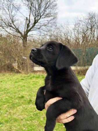 Tündéri labrador kutyusok gazdisodnának