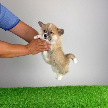 Pembroke Welsh Corgi