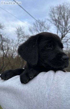 Tündéri labrador kutyusok gazdisodnának