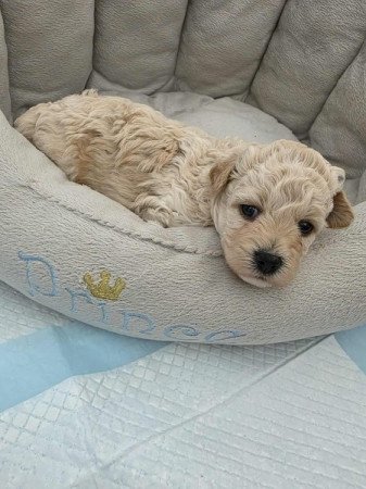 Máltai+uszkár=Maltipoo havanese bichon