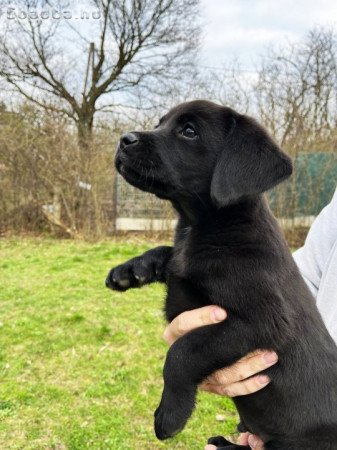 Tündéri labrador kutyusok gazdisodnának