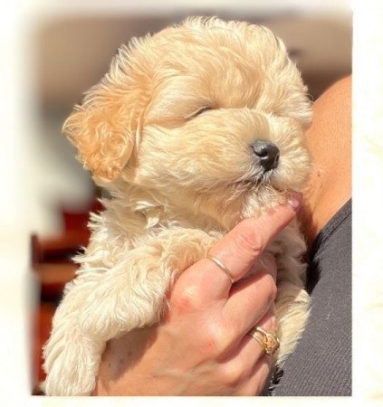 Maltipoo