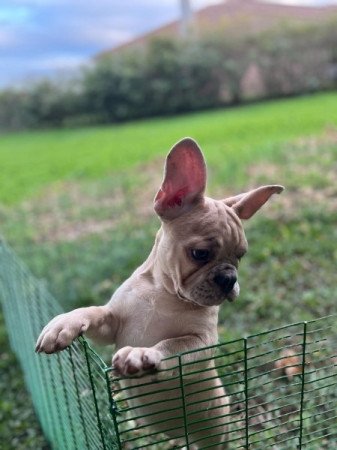 Francia bulldog