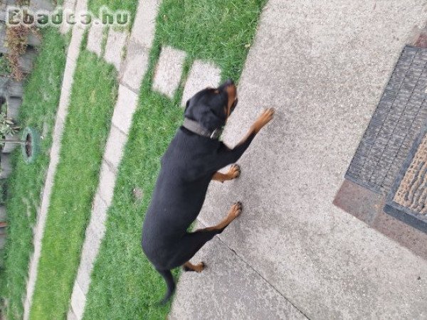 lány rottweiler