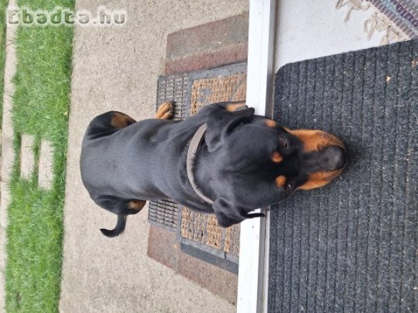 lány rottweiler