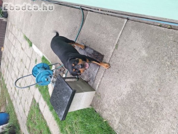lány rottweiler