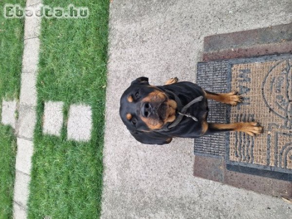 lány rottweiler
