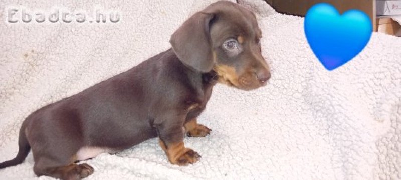 Tacskó jellegű kiskutya