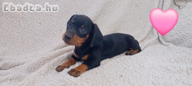 Tacskó jellegű kiskutya