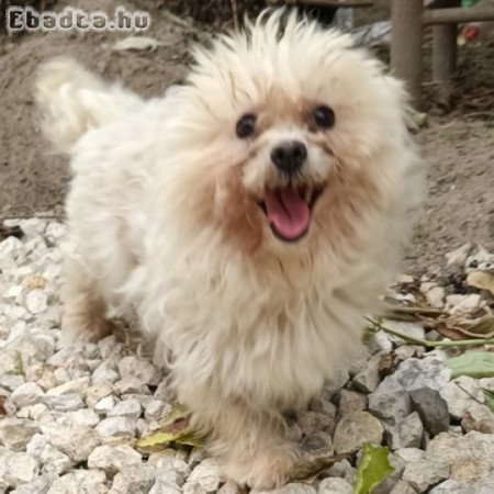 Máltai selyemszőrű  felnőtt pár