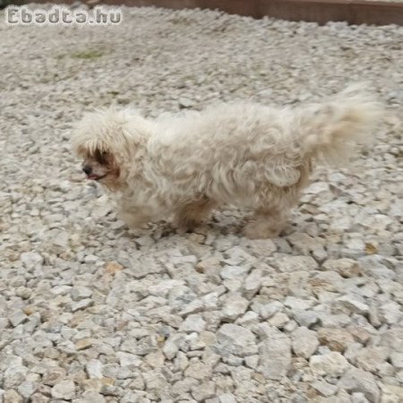 Máltai selyemszőrű  felnőtt pár