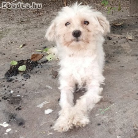 Máltai selyemszőrű  felnőtt pár