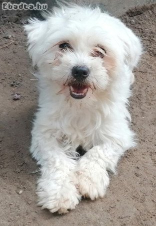 Máltai selyemszőrű  felnőtt pár