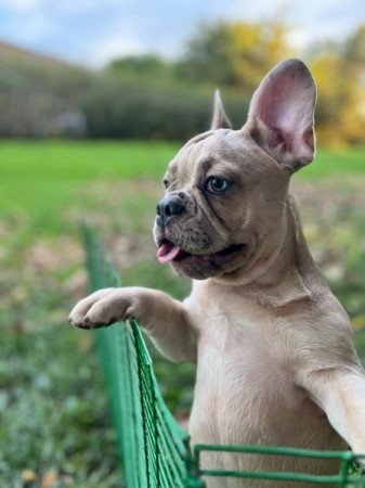 Francia bulldog