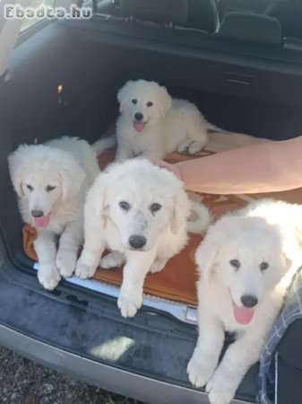 Kuvasz kölykök eladók