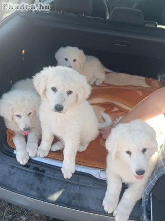 Kuvasz kölykök eladók