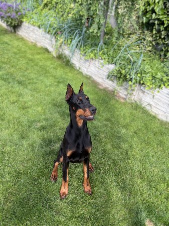 Dobermann-annak, aki szereti a kihívásokat