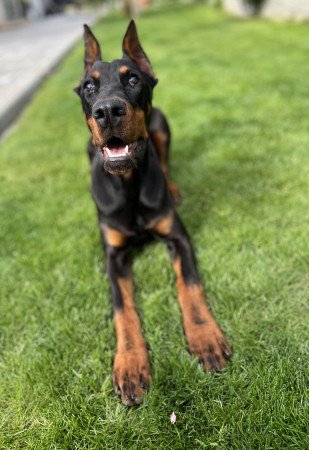 Dobermann-annak, aki szereti a kihívásokat