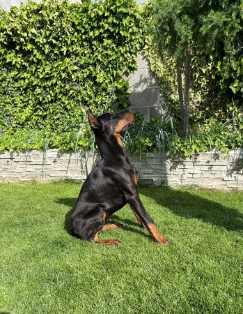 Dobermann-annak, aki szereti a kihívásokat