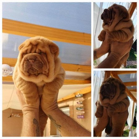 Shar pei