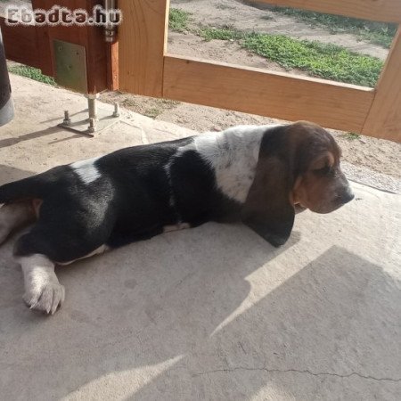 Basset hound kiskutya eladó